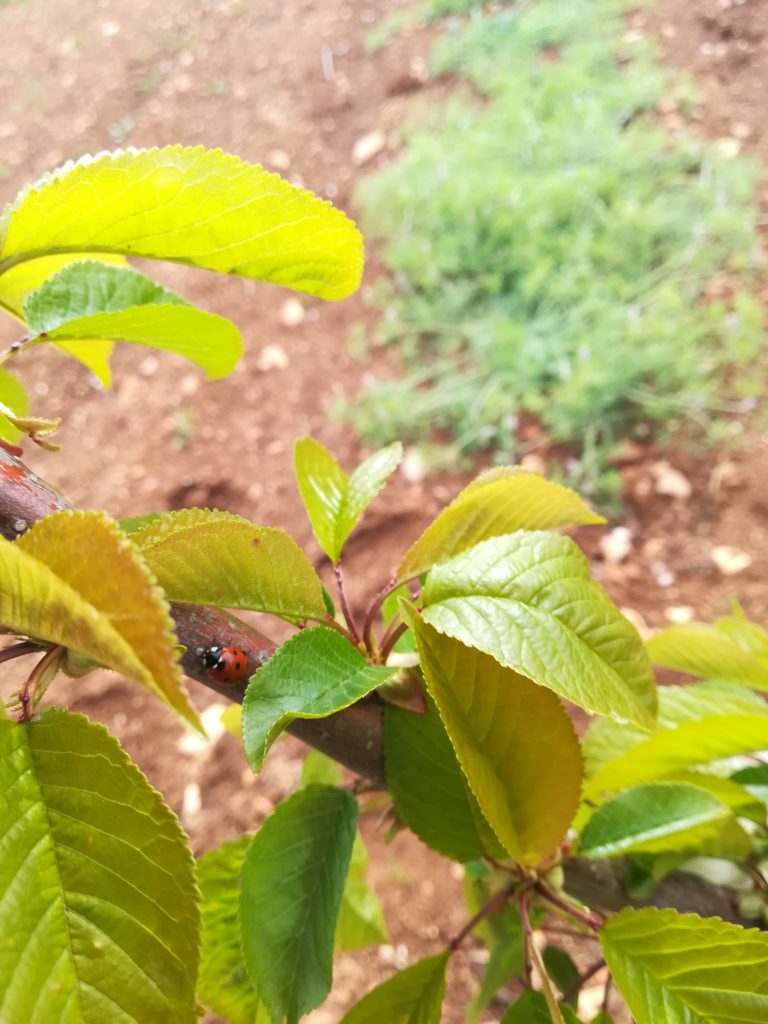 Roca Sola Productor Ecológico de Cerezas, Almendras y Mermeladas